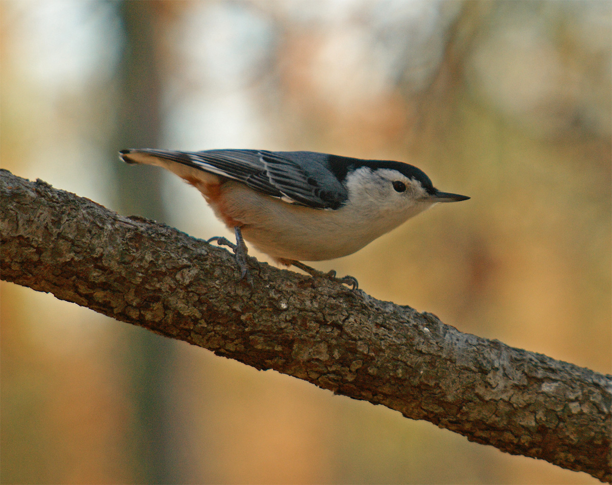 zen_yardbirds_22_whitebreas White Breasted Nuthatch, summer yard birding