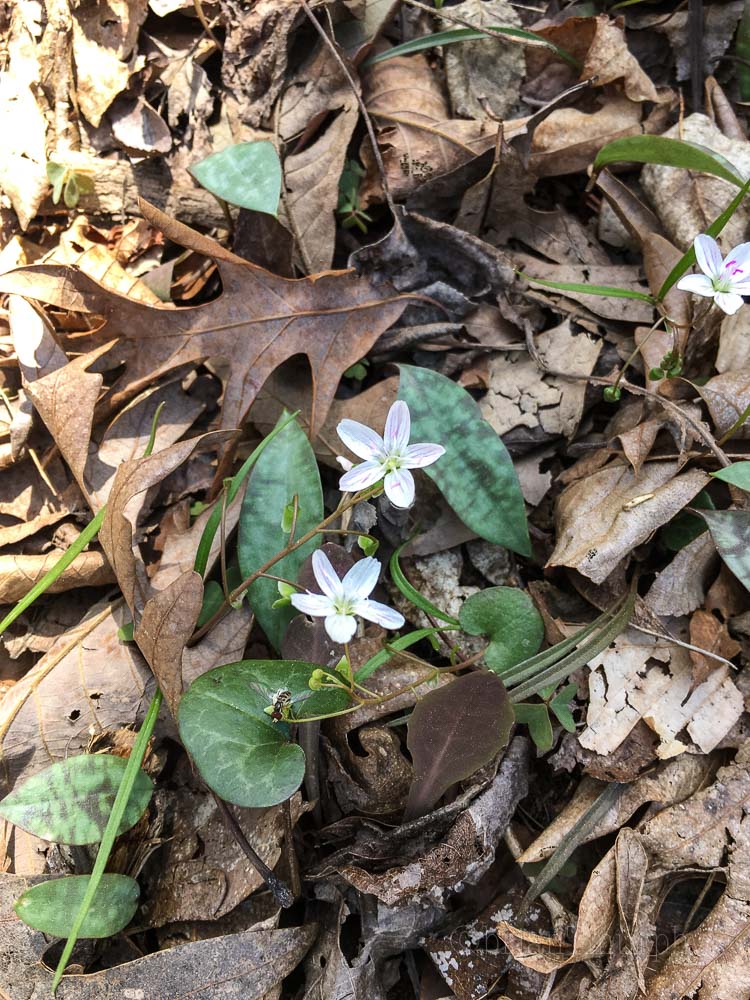 March Wildflower