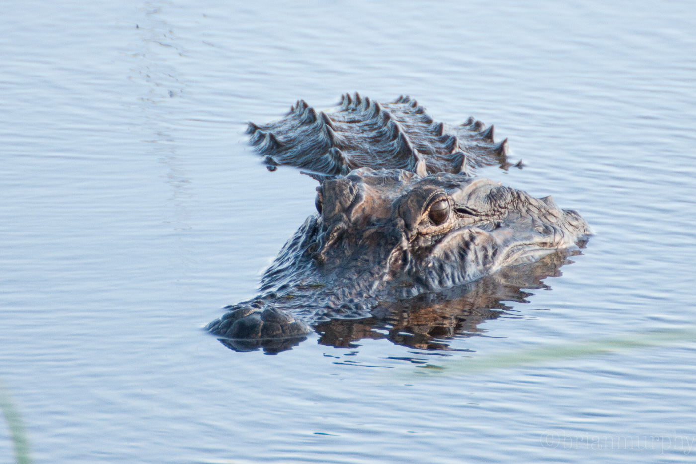 American Alligator - we saw about 5-6 each morning