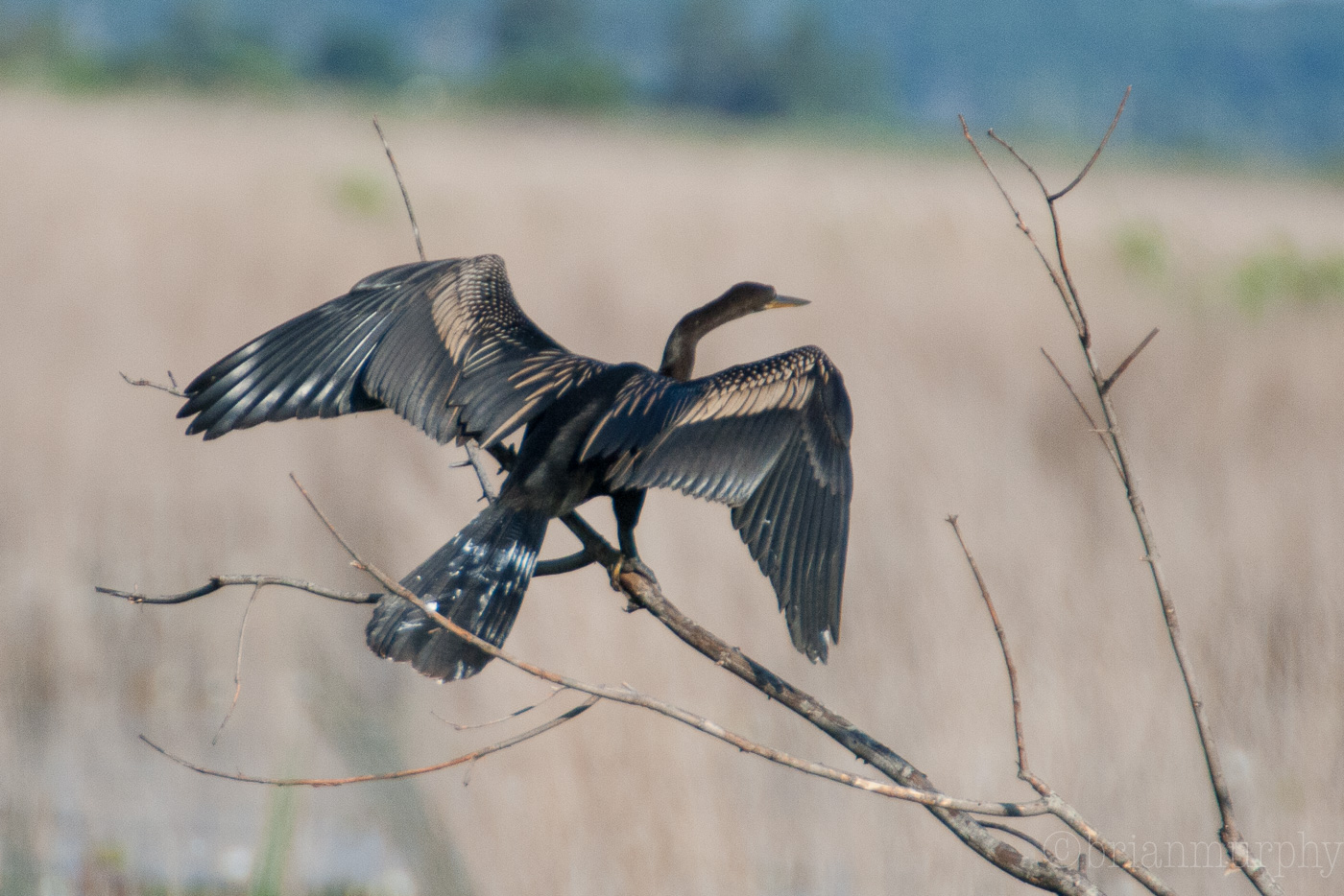 Anhinga