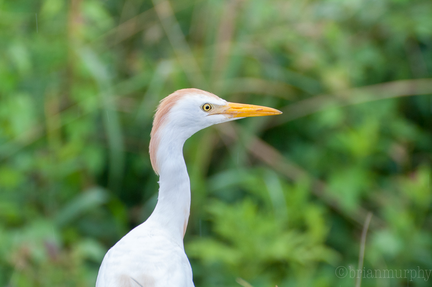 Cattle Egret