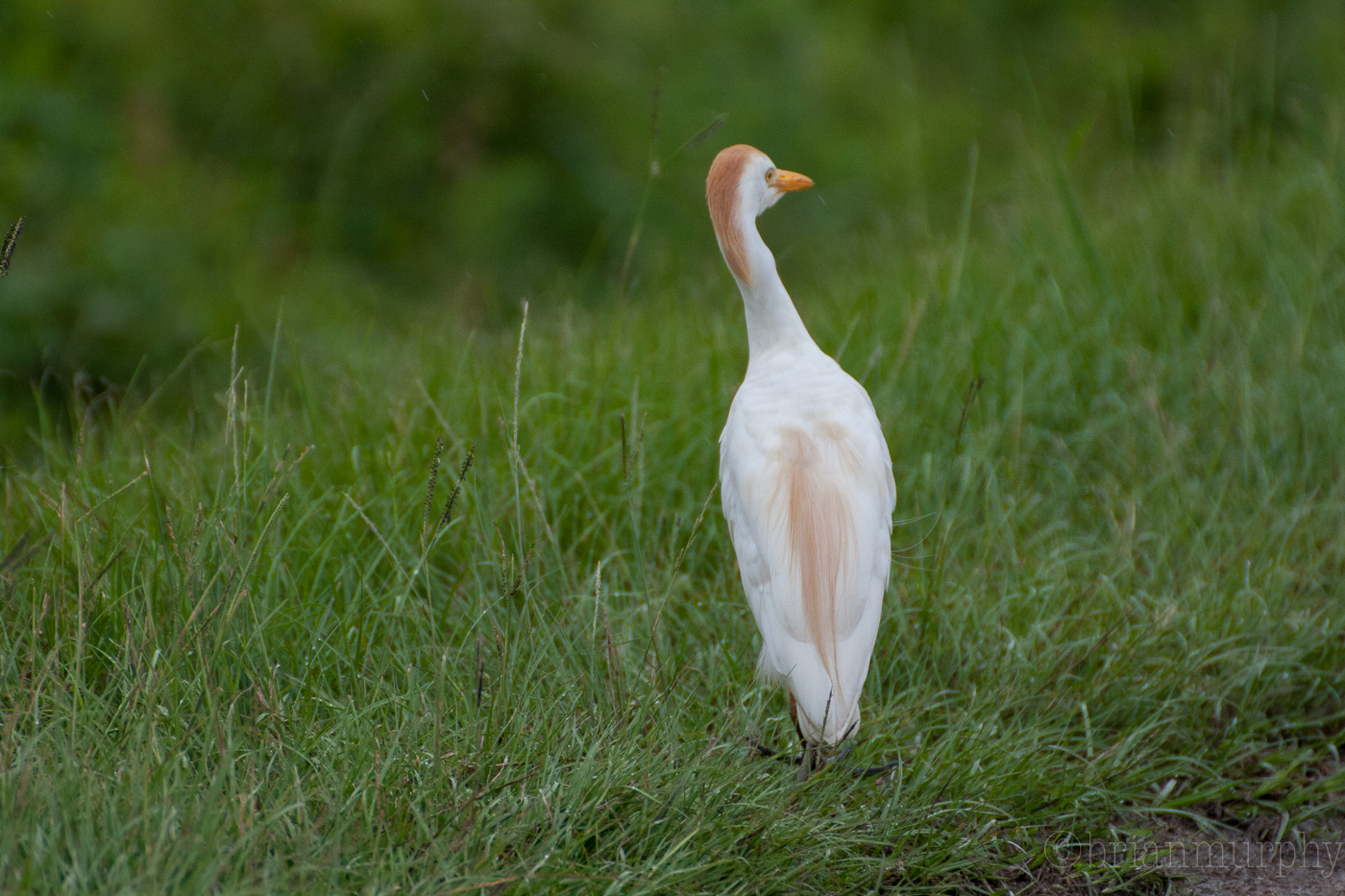 Cattle Egret