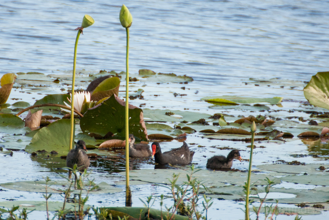 Common Gallinule family