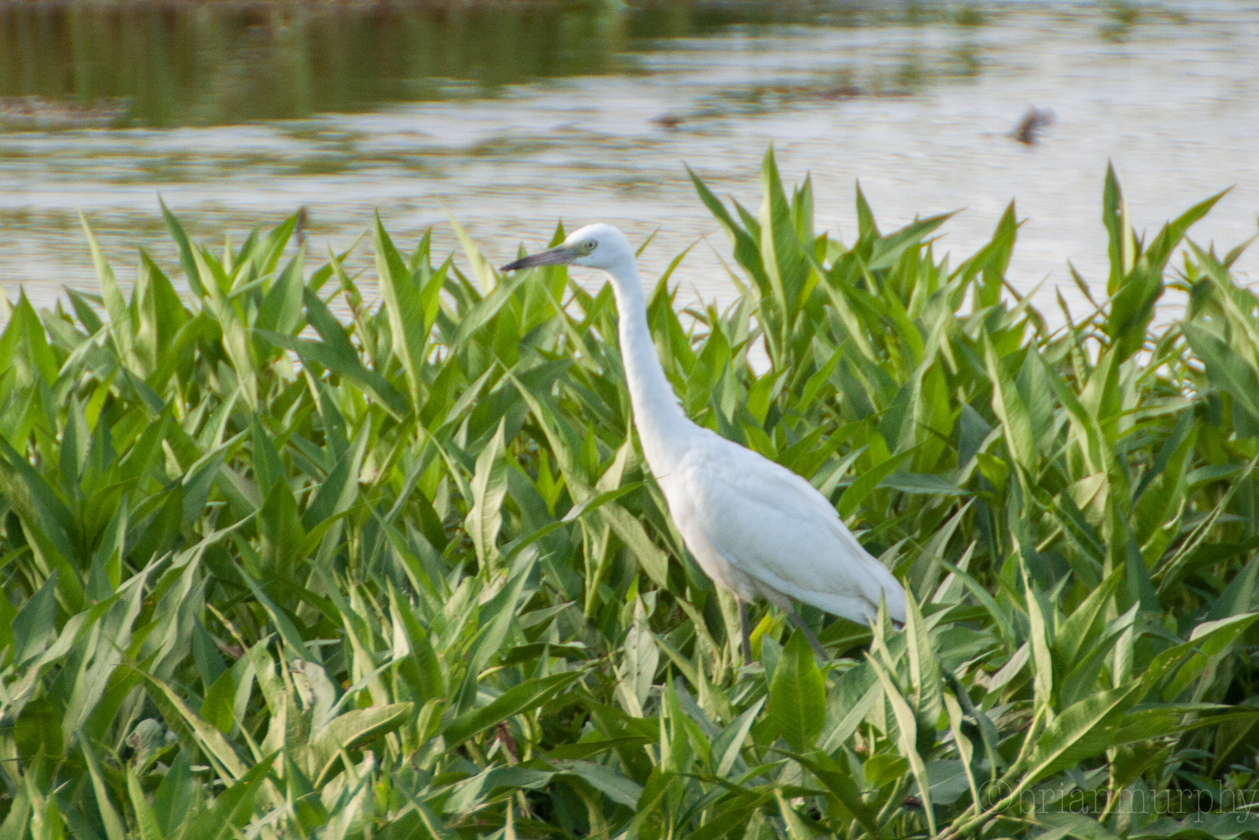 Little Blue Heron