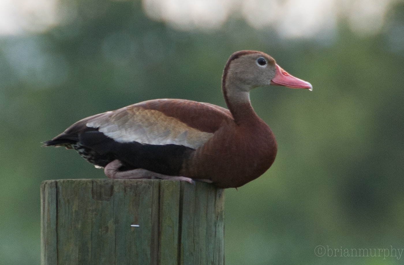 Black-bellied Whistling Duck