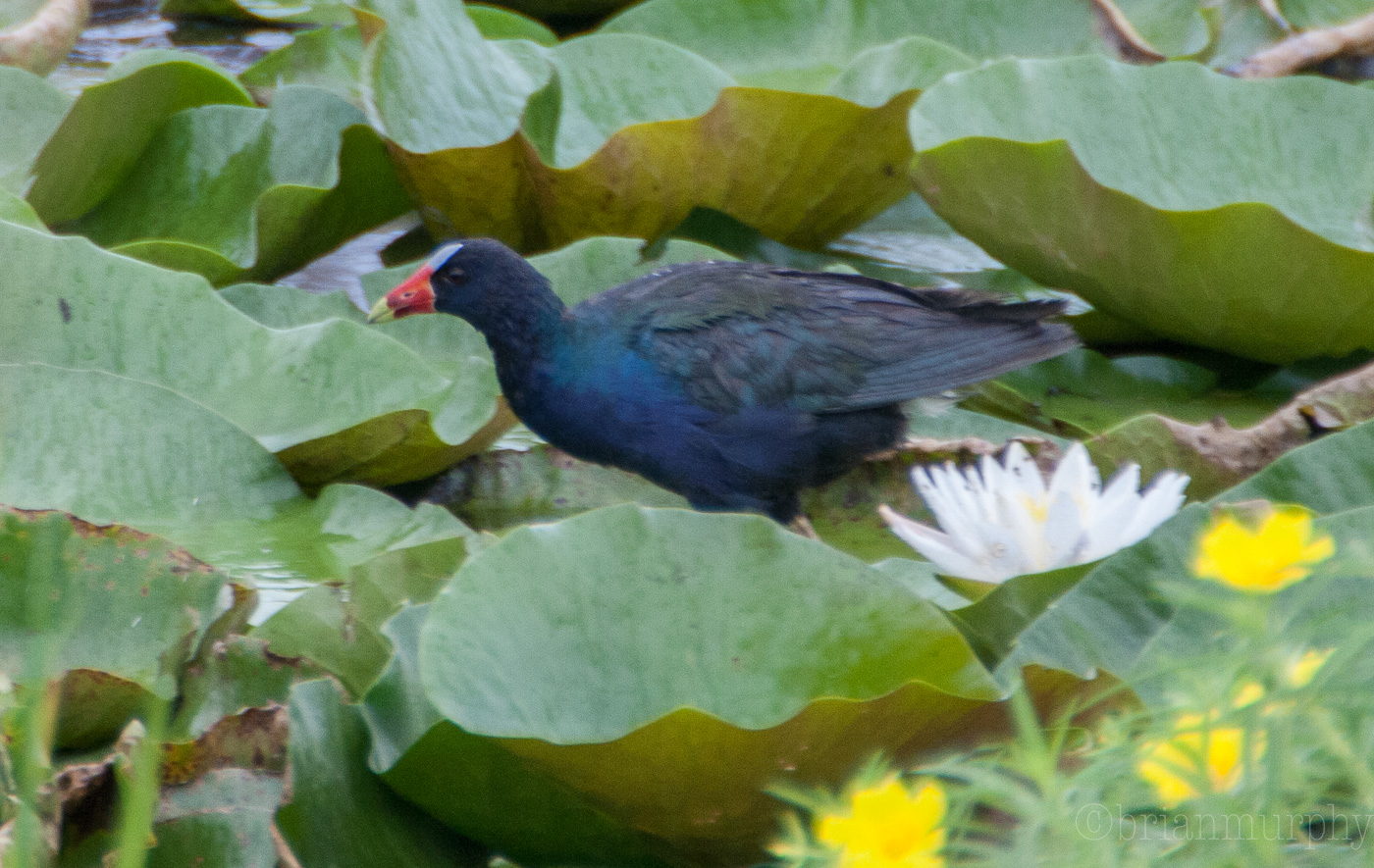 Purple Gallinule with young one