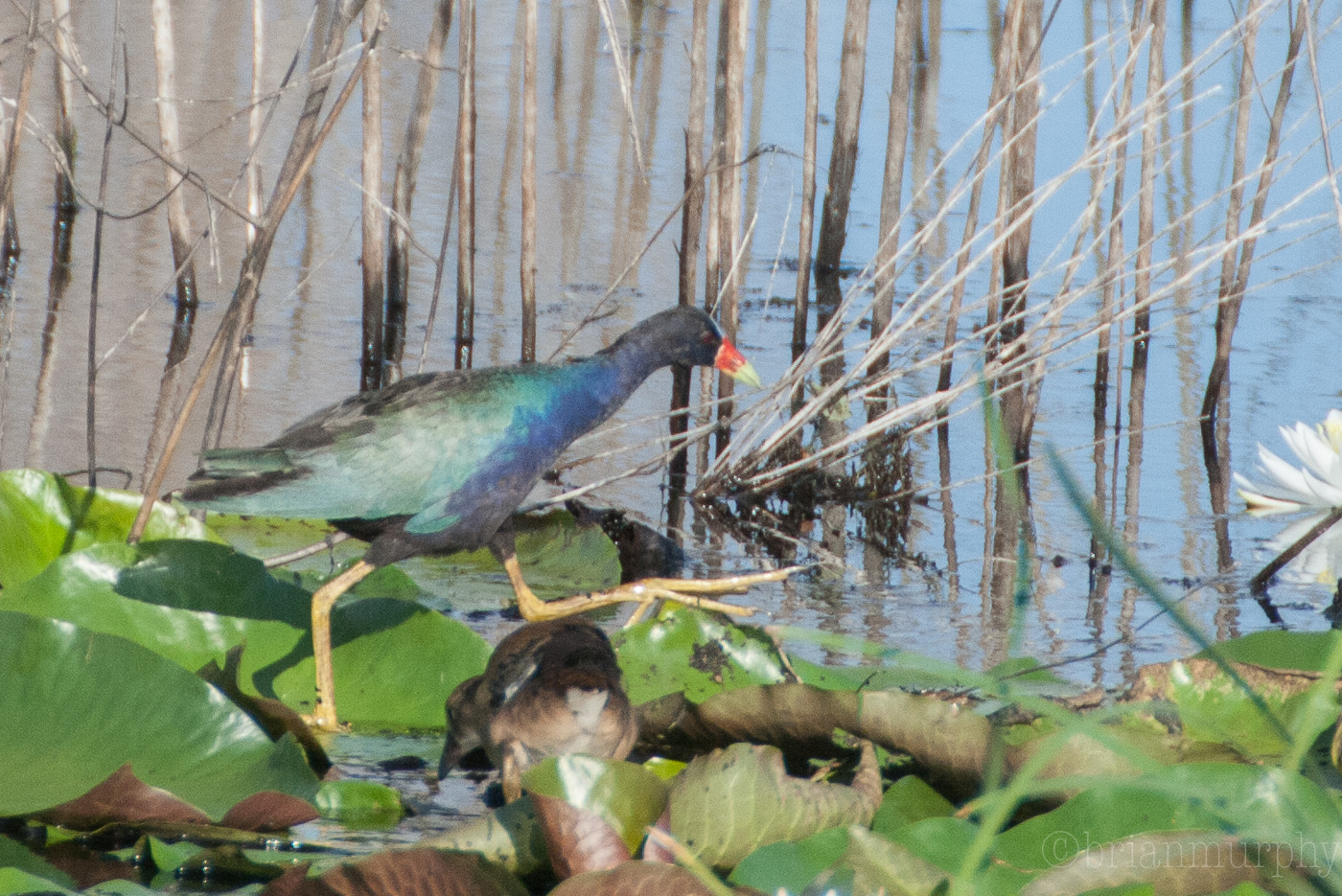Purple Gallinule
