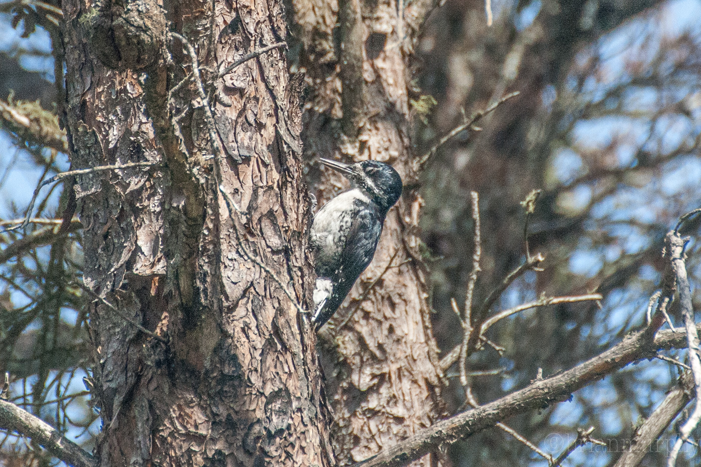 Black-backed Woodpecker