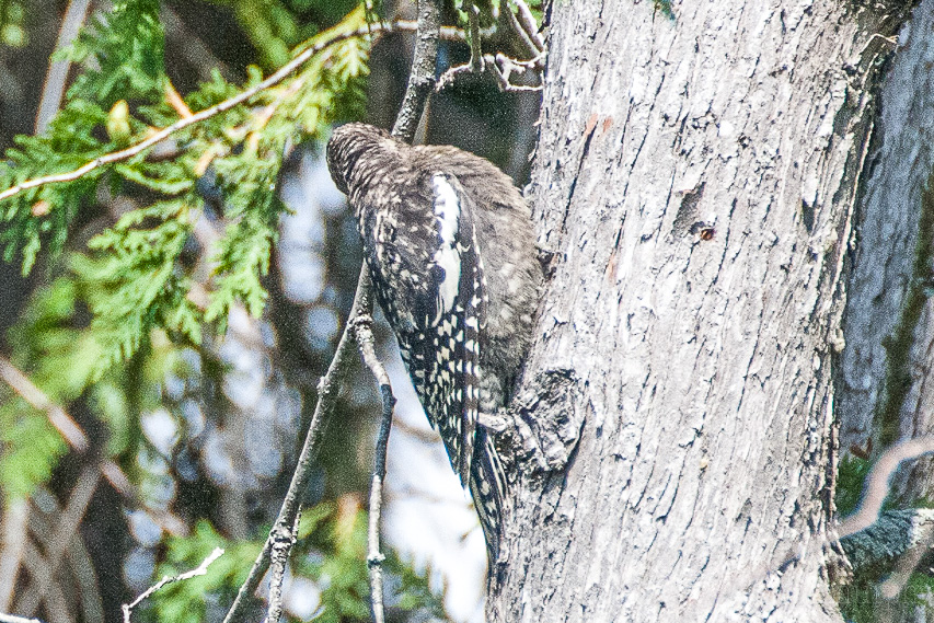 Kingfishers, Woodpeckers