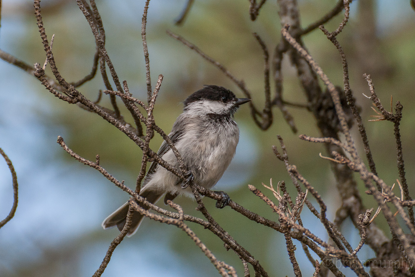 Black-capped Chickadee