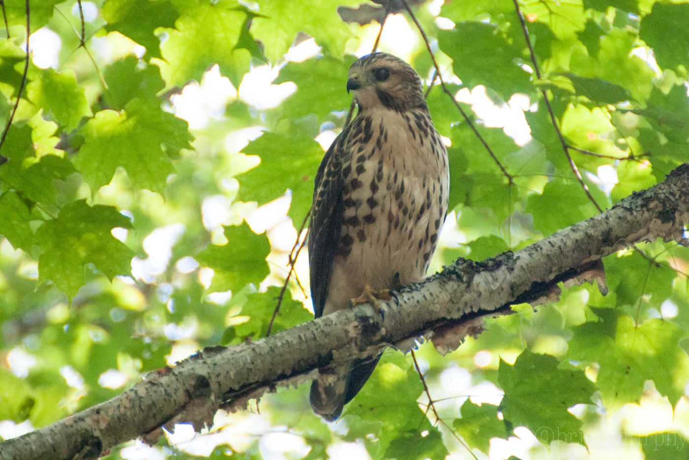 Broad-winged Hawk