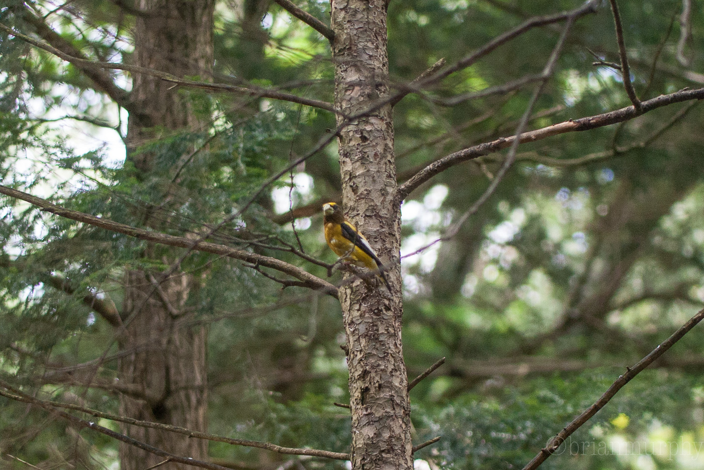 Evening Grosbeak