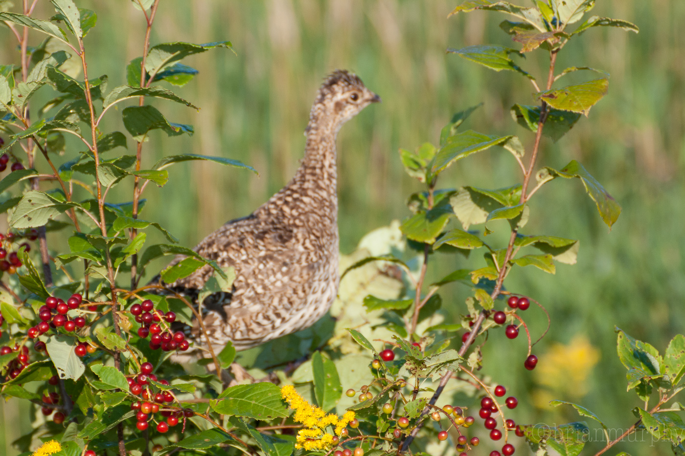 Sharp-tailed Grouse