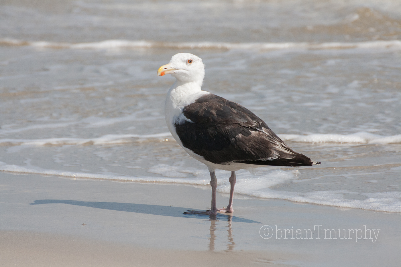 Great Black-backed Gull