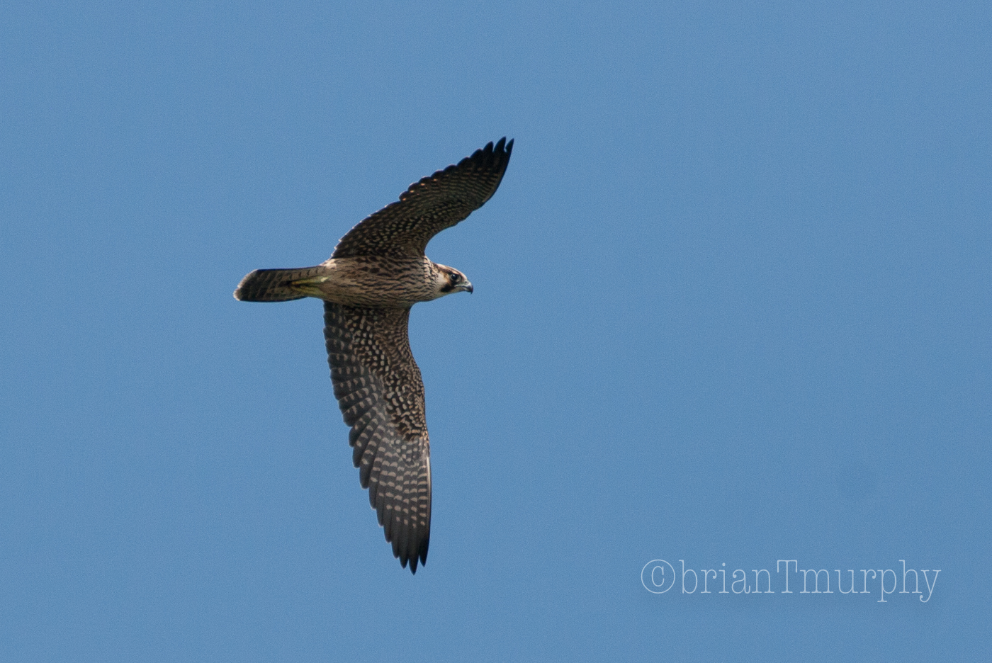 Peregrine Falcon