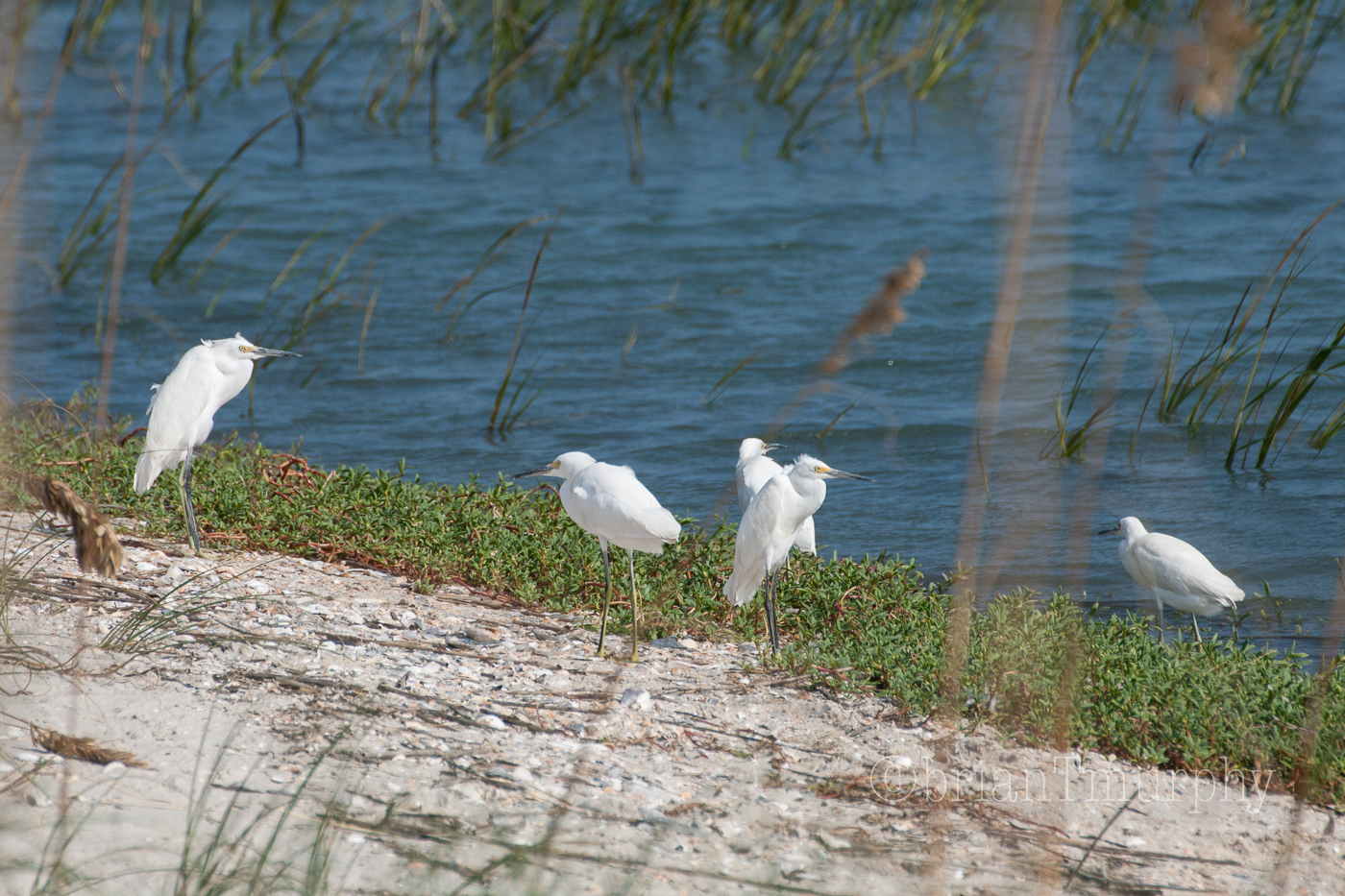 Snowy Egrets