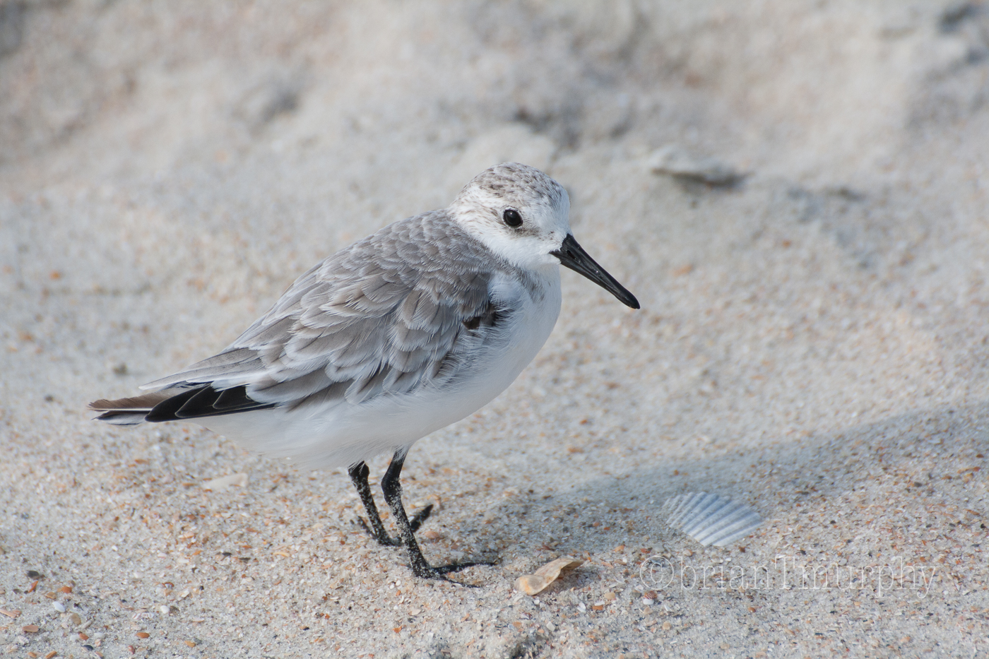Sanderling