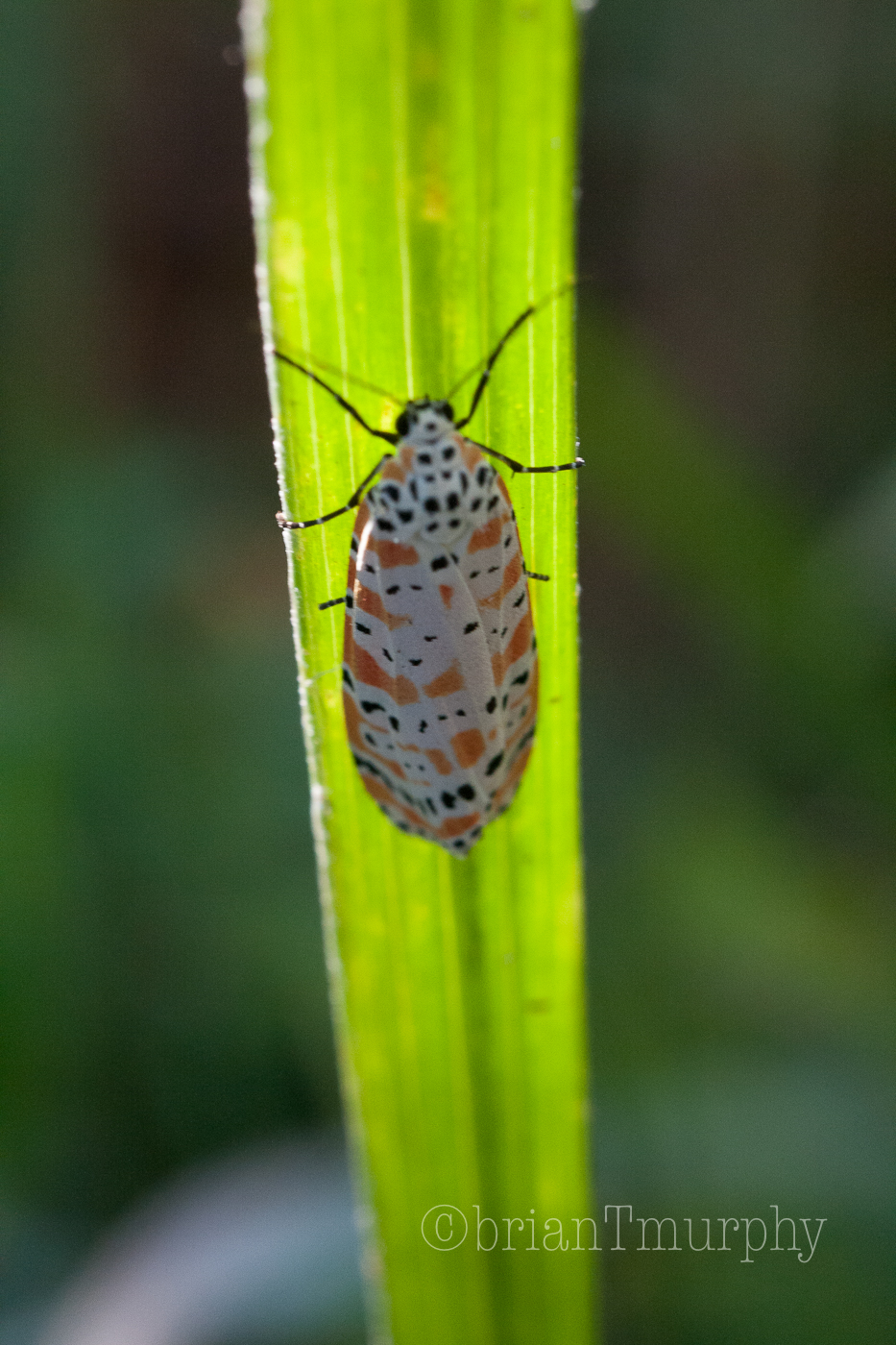 ....and one very cool insect.