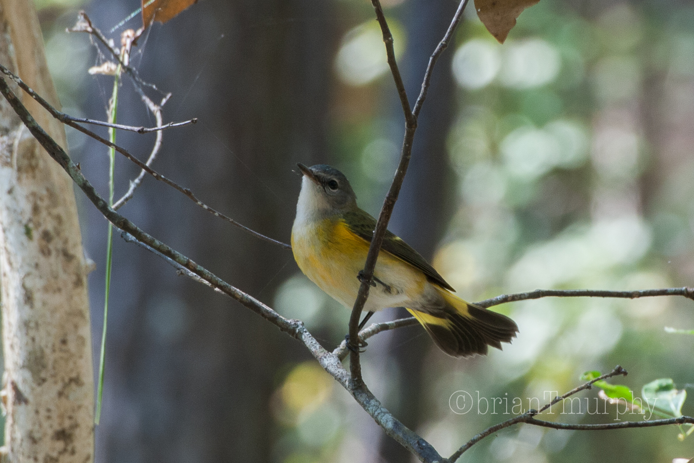 American Redstart