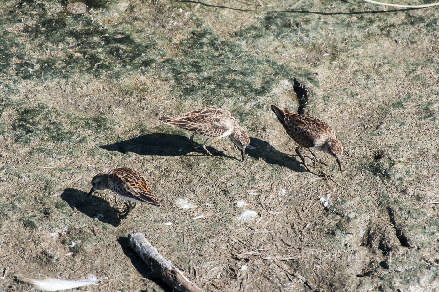 Least Sandpipers Least Sandpipers