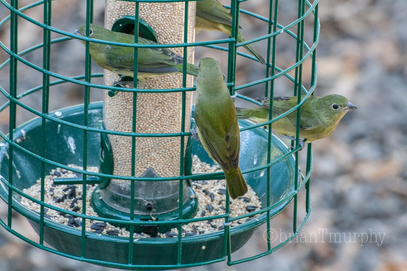 Painted Buntings