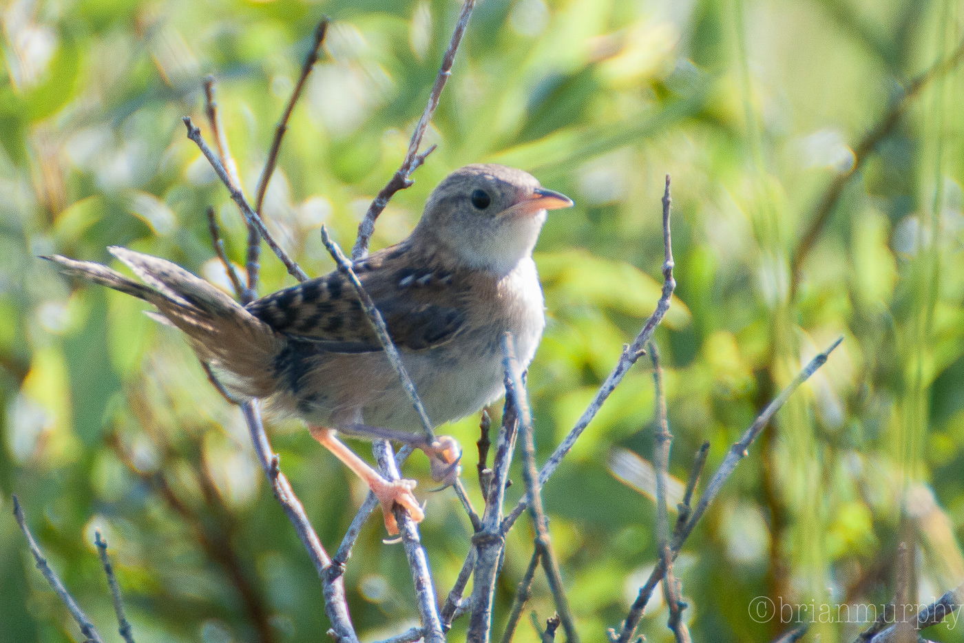 Sedge Wren