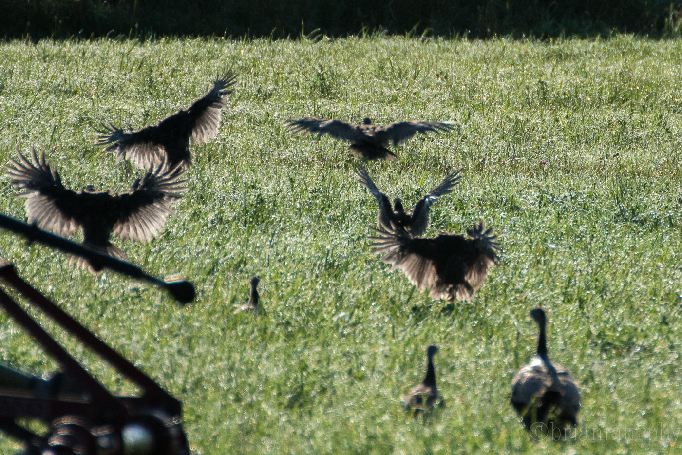 Wild Turkey