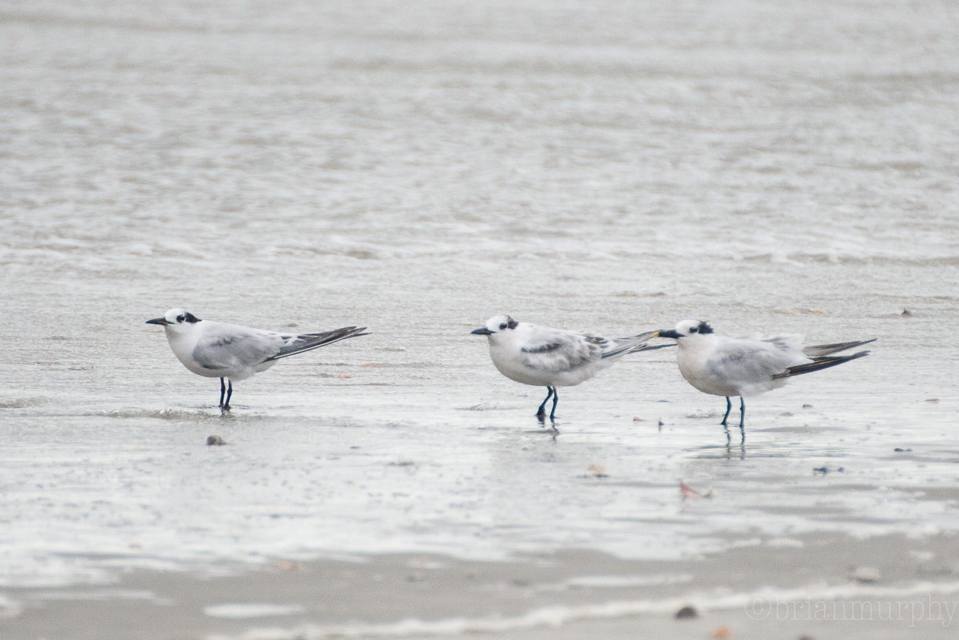 Sandwich Tern