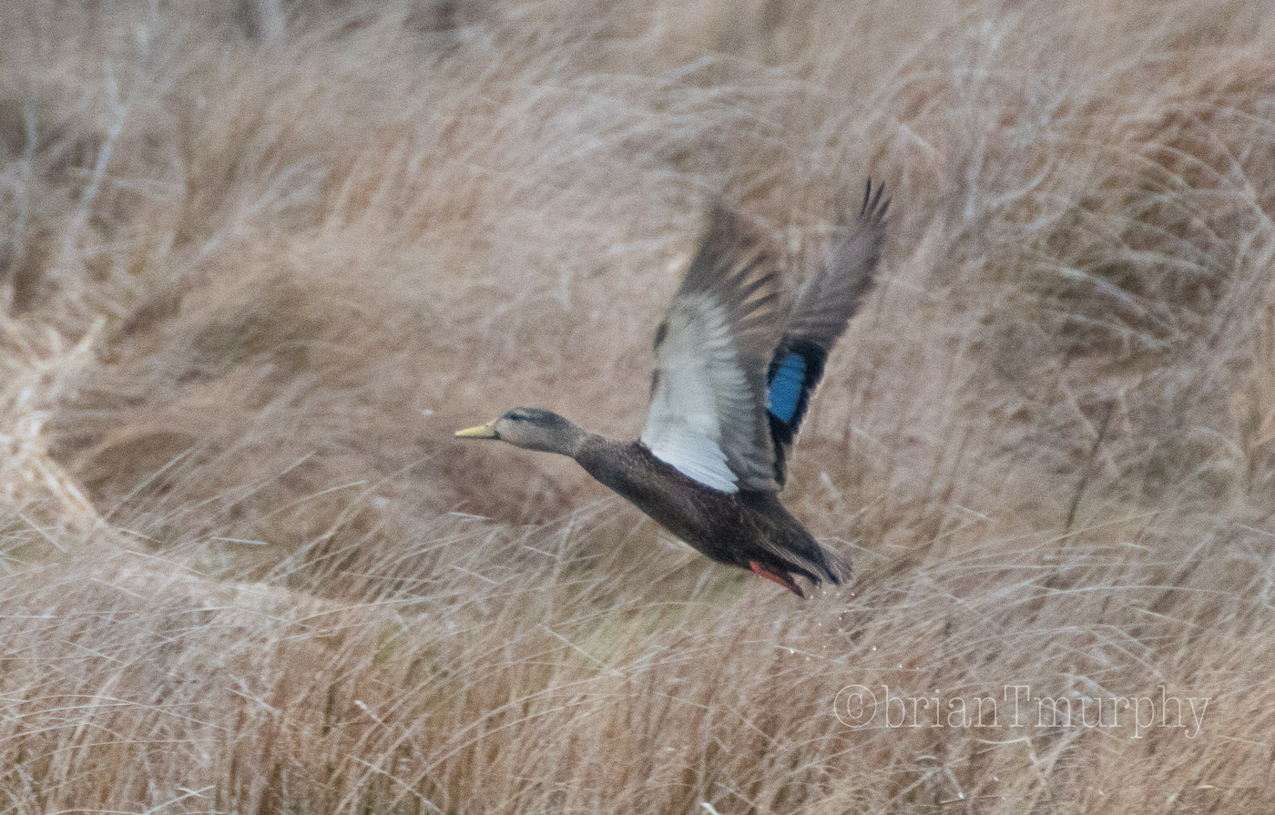 American Black Duck showing key ID marks