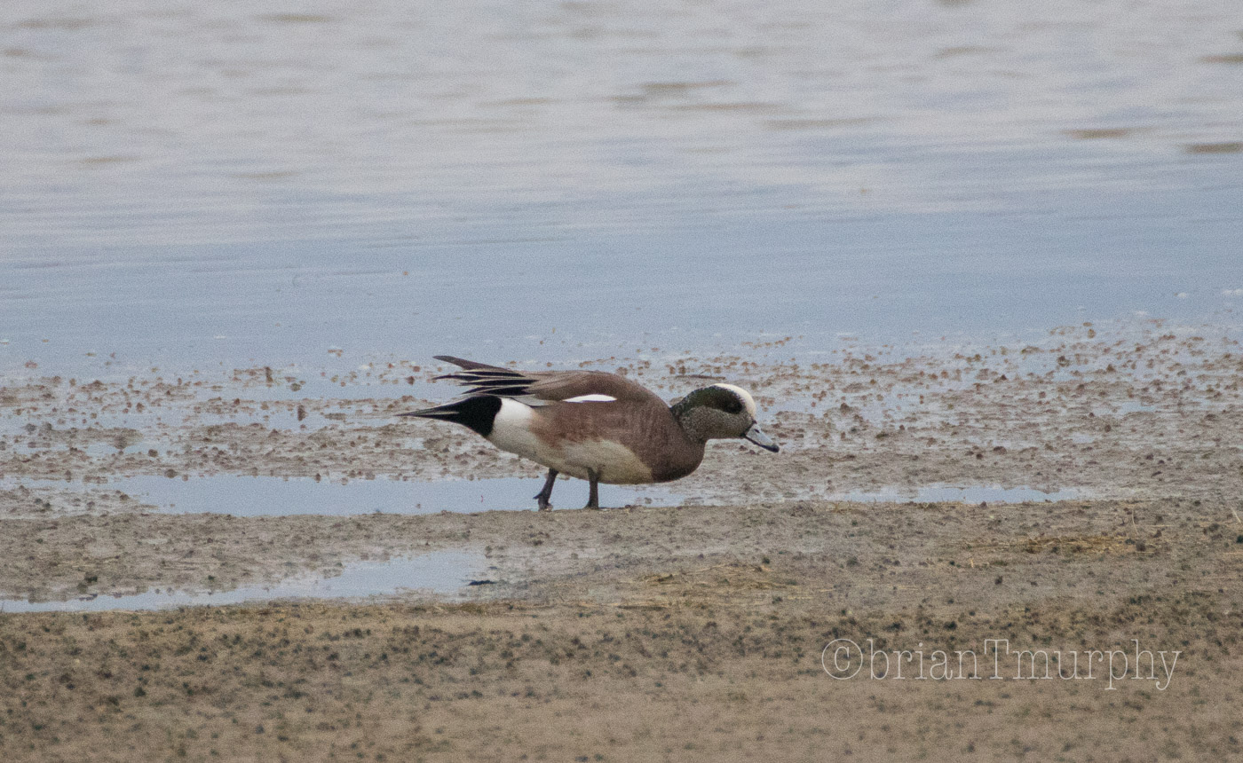 American Wigeon