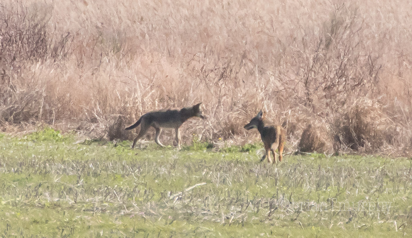 Coyotes at ARNWR