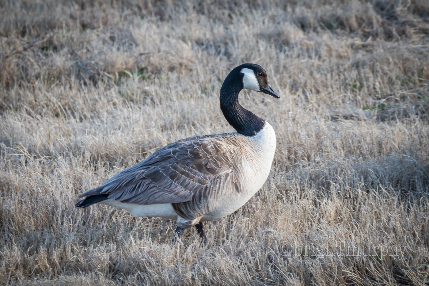 Canada Goose