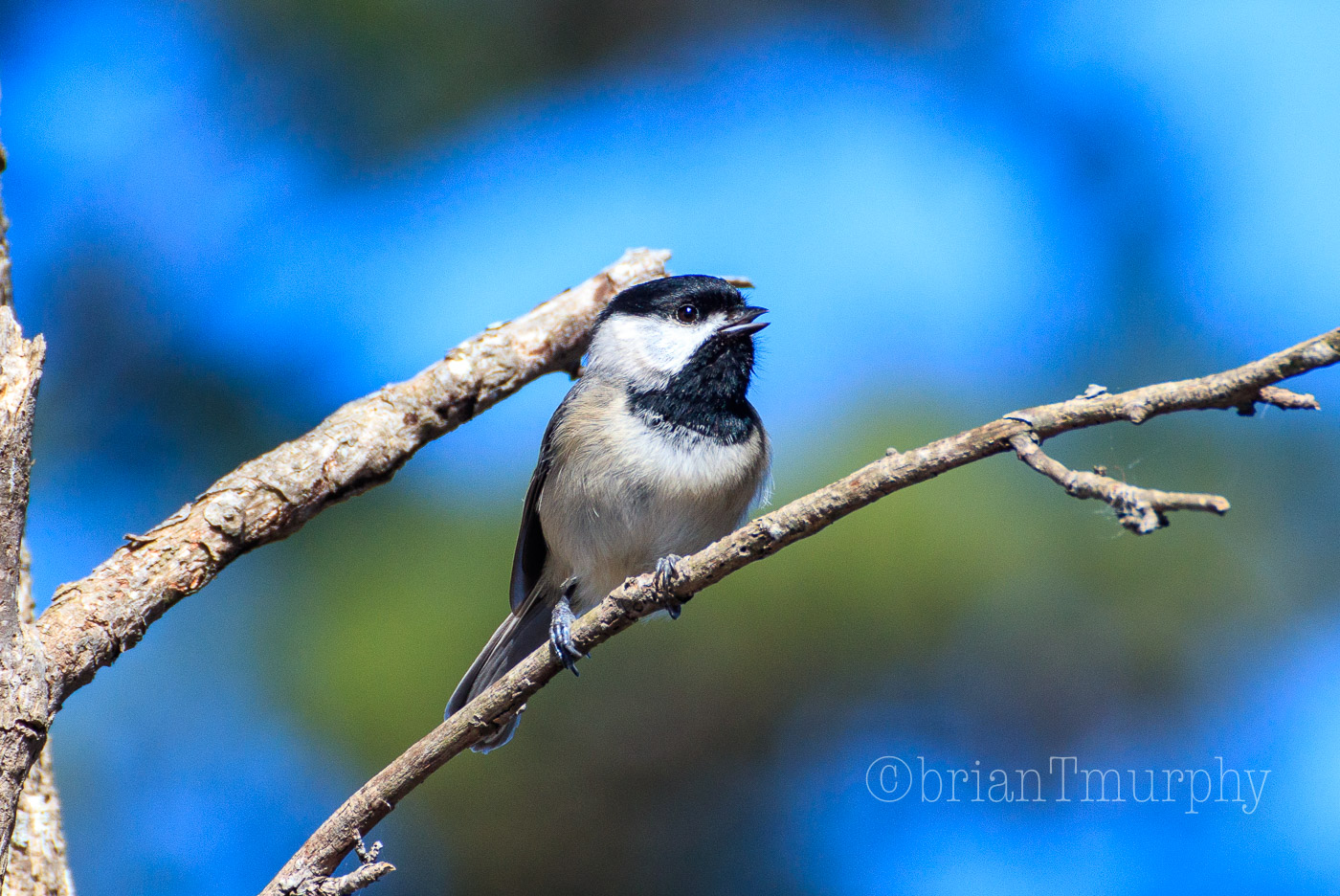 Carolina Chickadee at Futch Gamelands