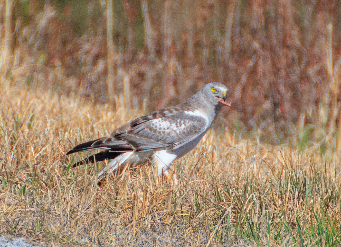 Male Northern Harrier at Alligator River NWR