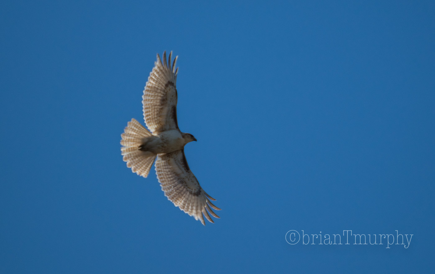 Leucistic Red-tailed Hawk