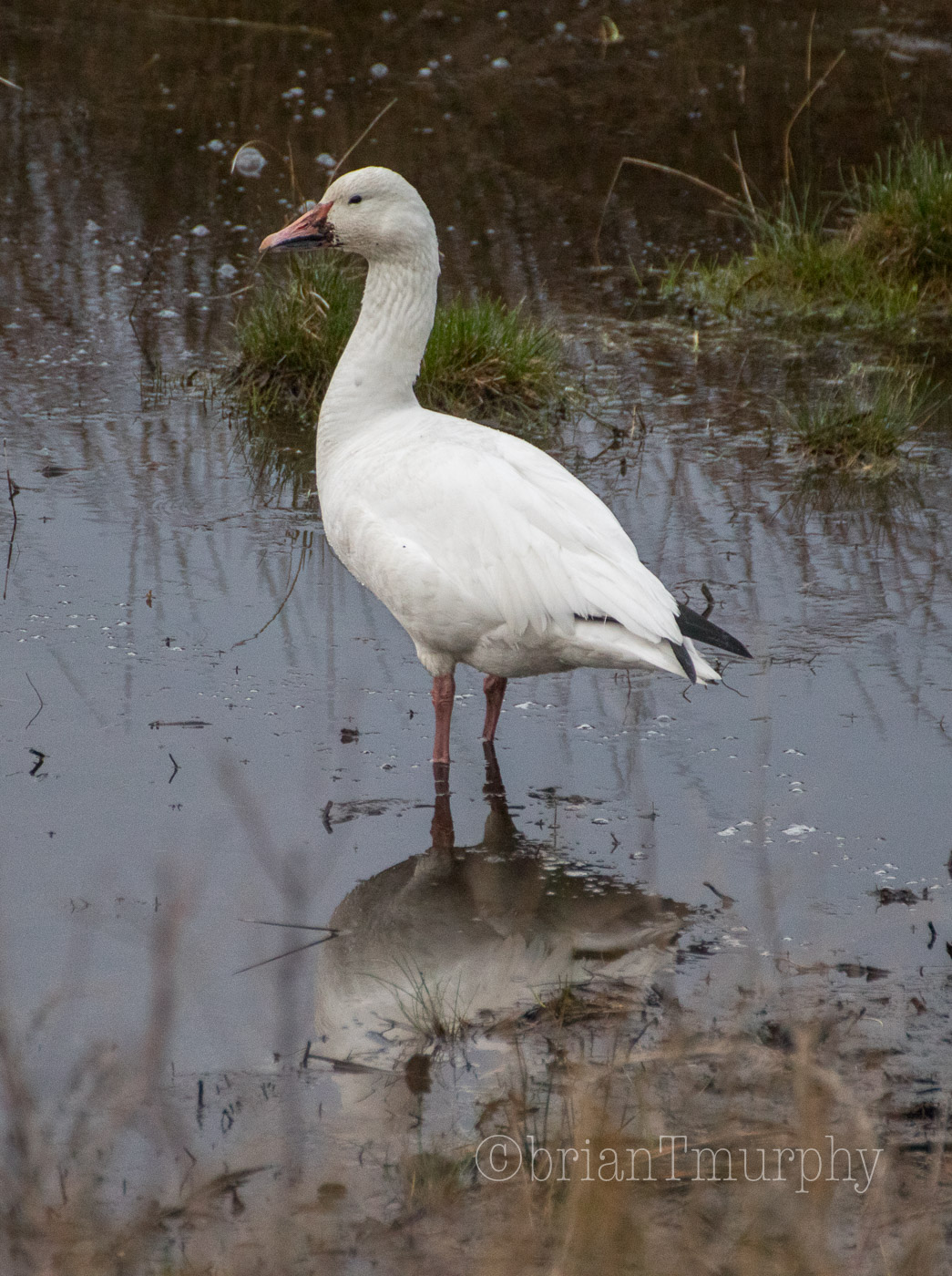 Snow Goose at Pea Island NWR
