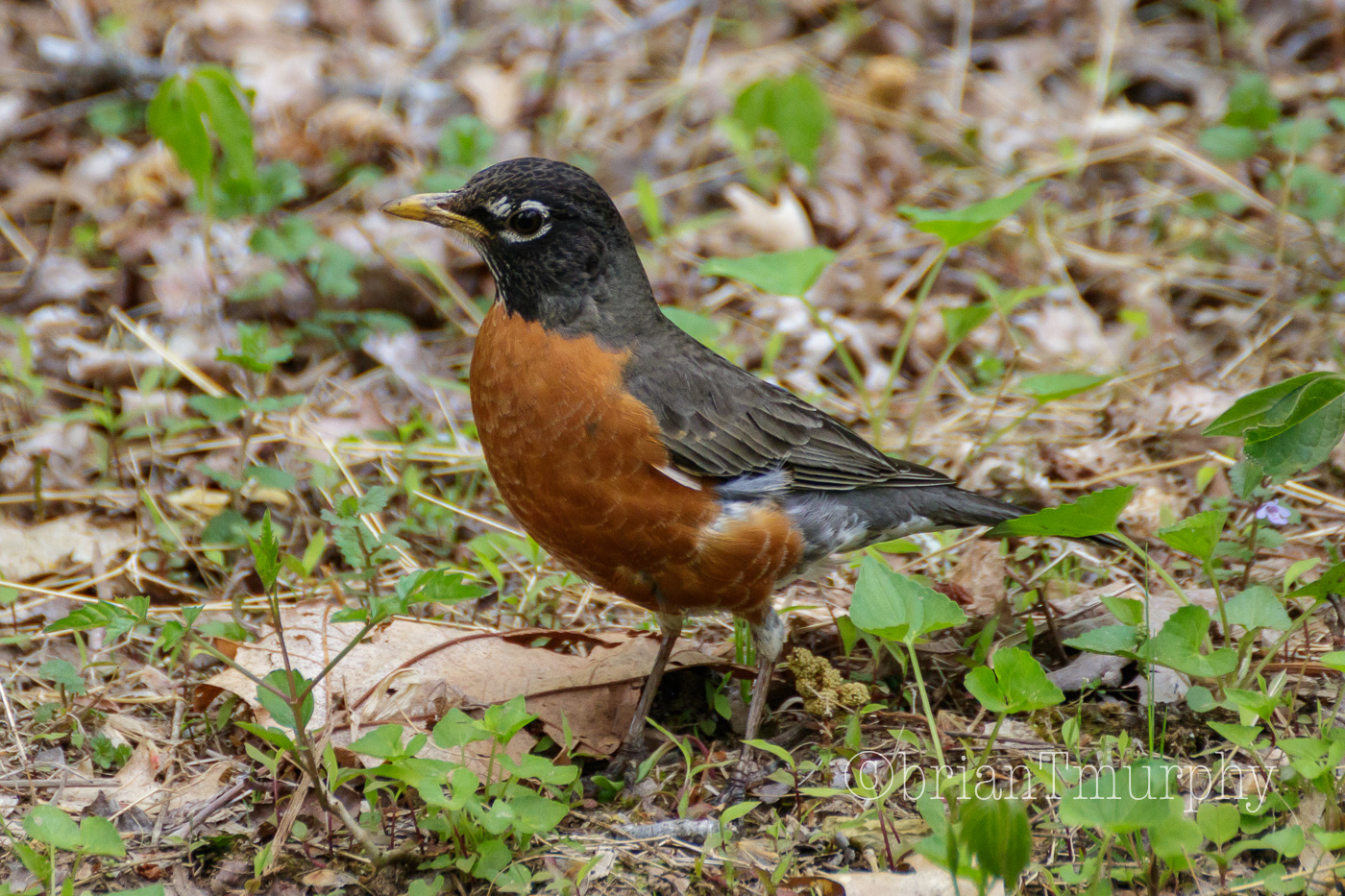 American Robin
