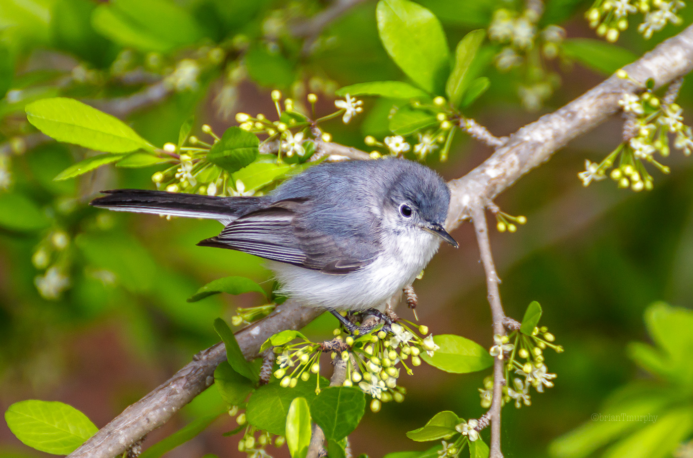 Blue-gray Gnatcatcher