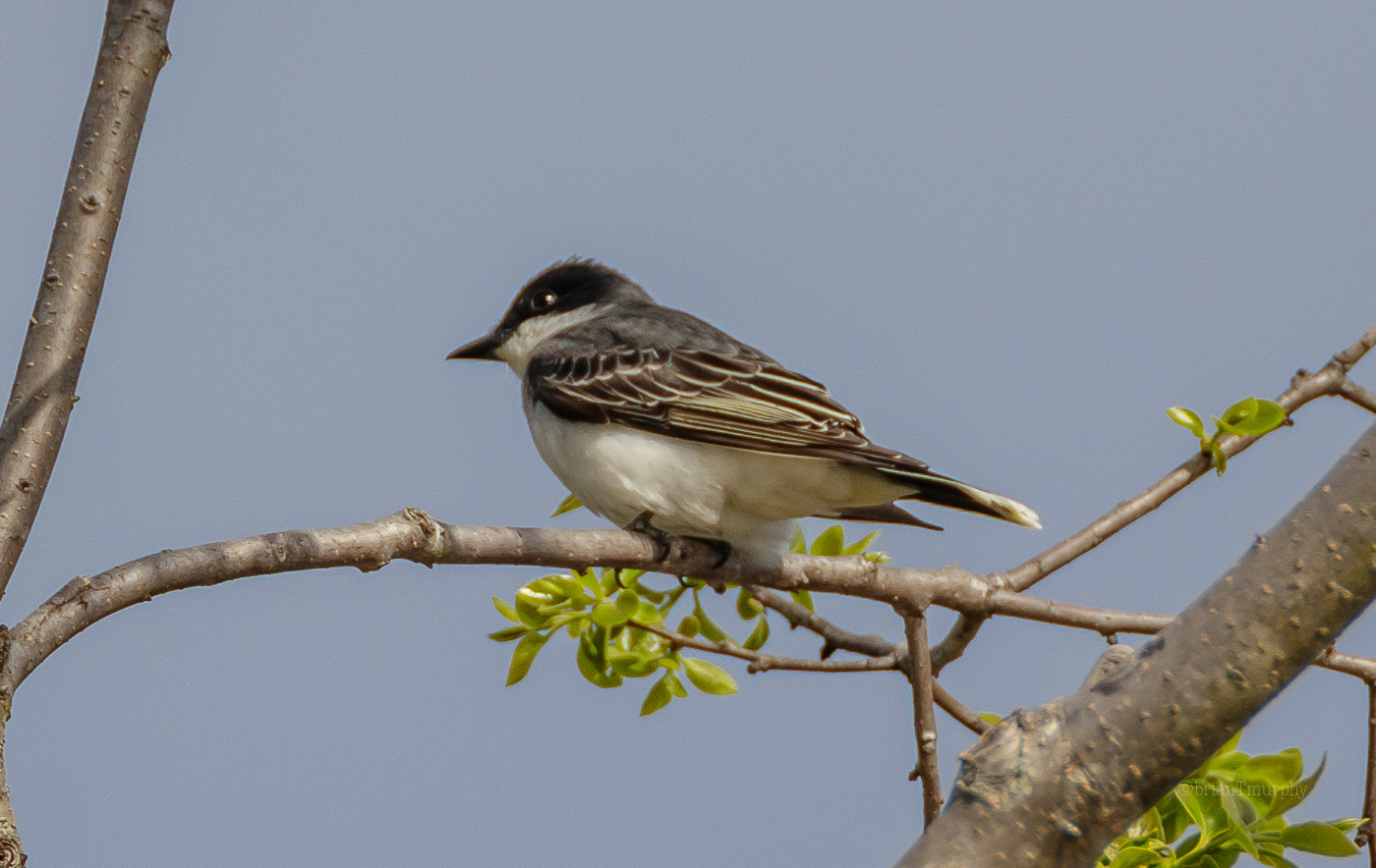 Eastern Kingbird
