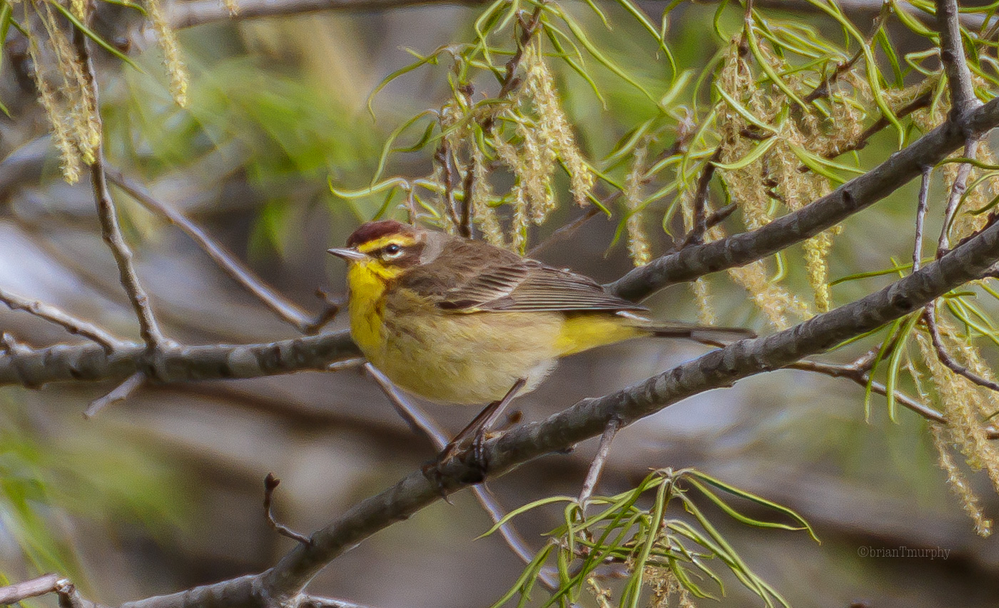 Palm Warbler