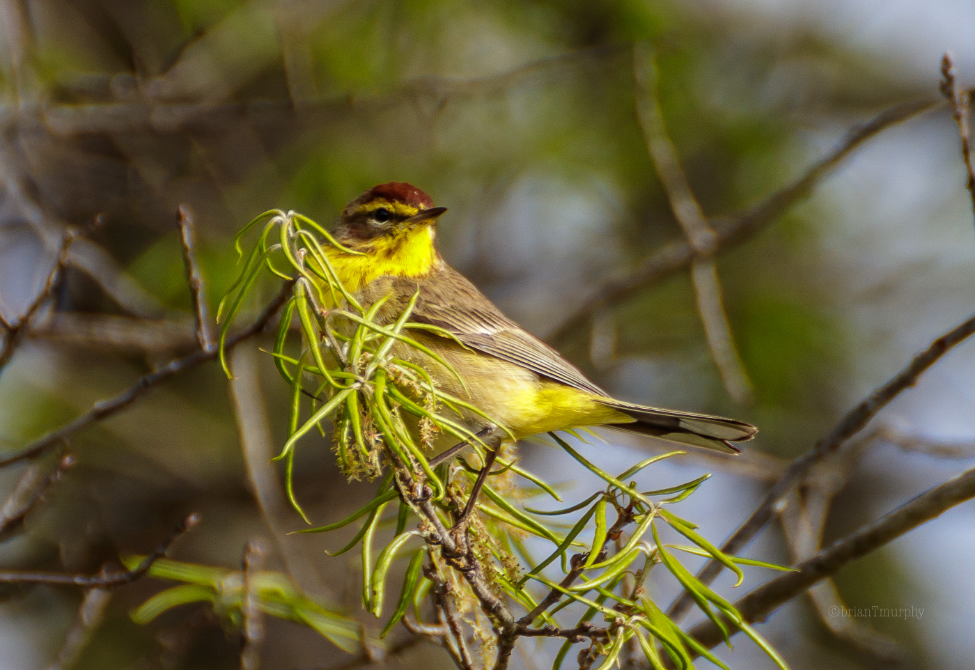 Palm Warbler