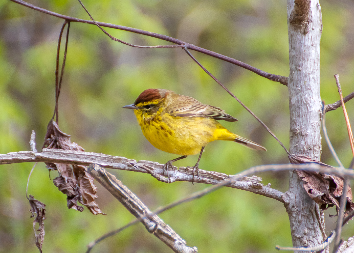 Palm Warbler