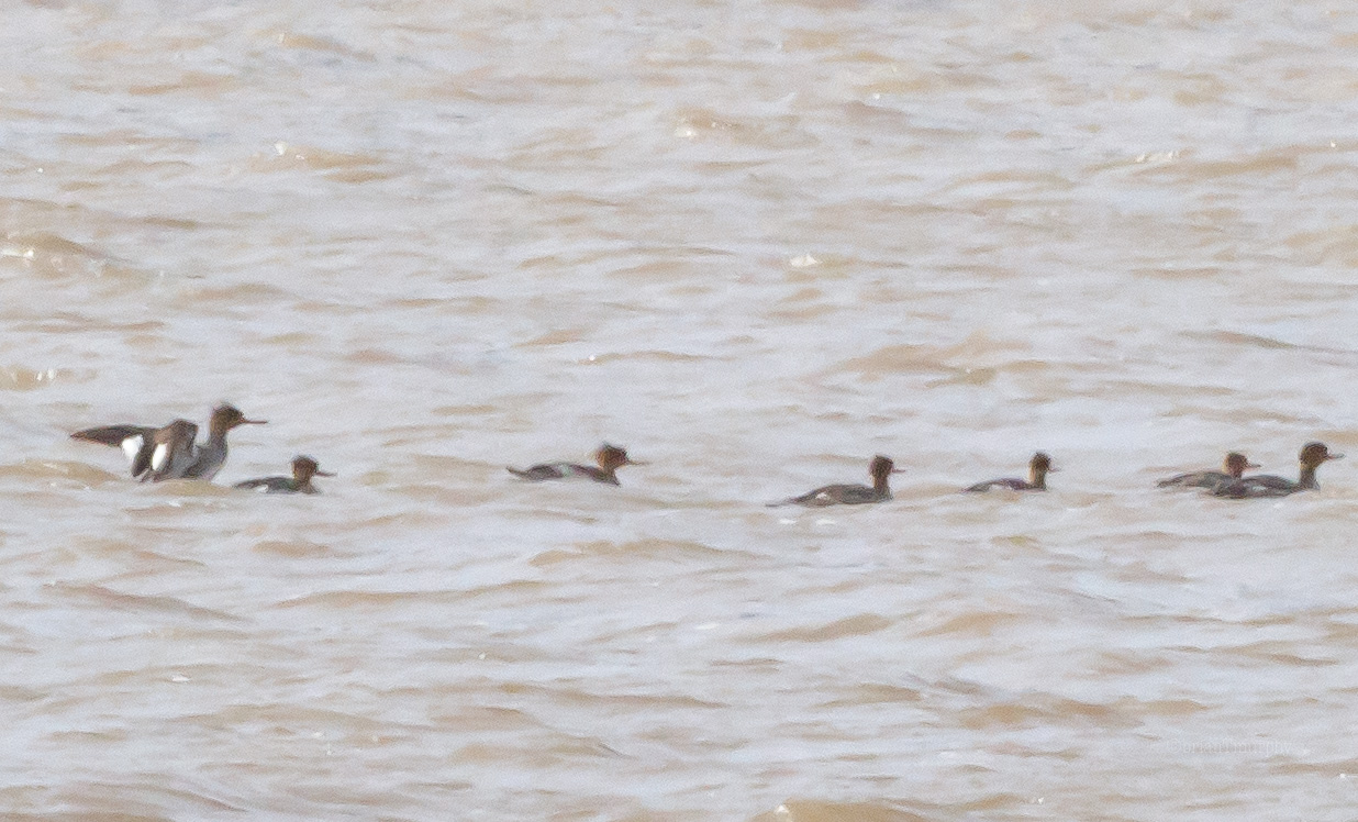 Red-breasted Mergansers
