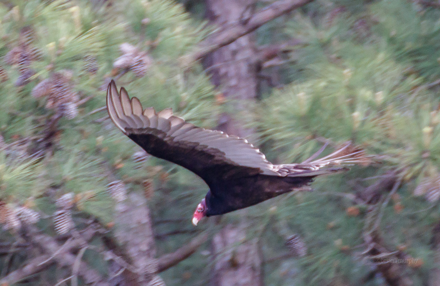 Turkey Vulture