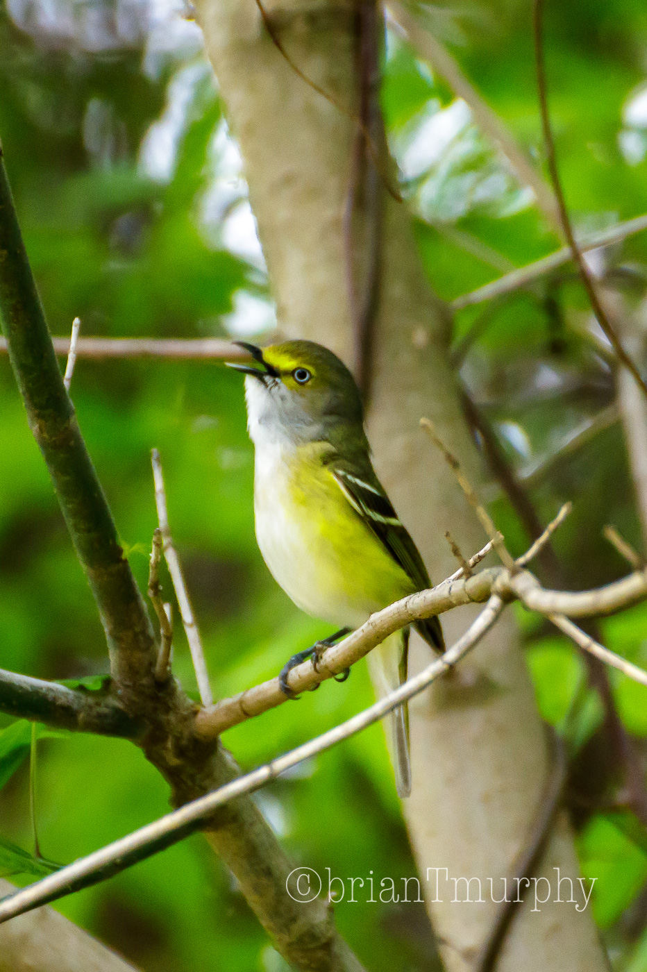 White-eyed Vireo