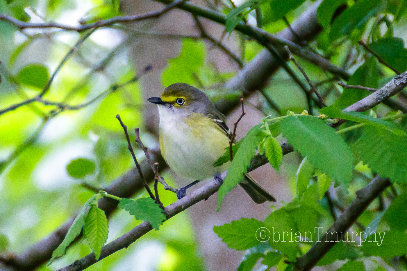 White-eyed Video