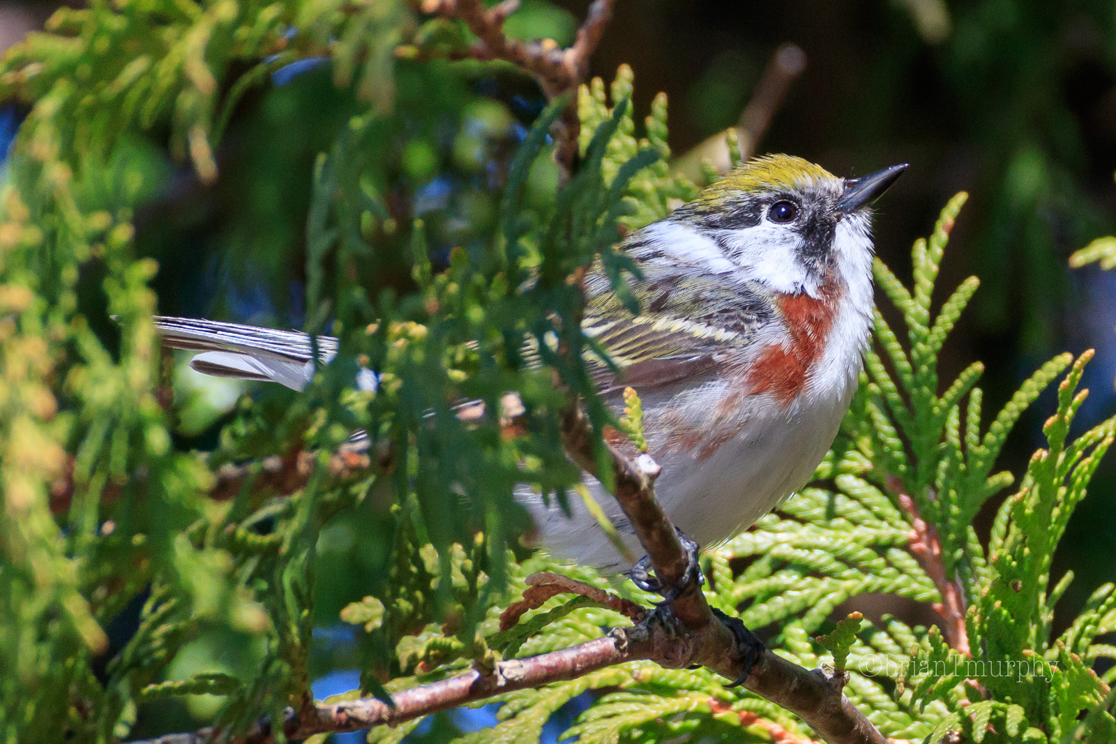 Bird Migration Peaks in Michigan’s Upper Peninsula